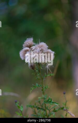 Fiori bianchi sbiaditi del thistle di campo (arvense di Cirsium). Foto Stock
