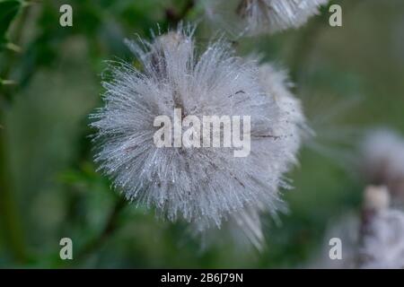 Fiori bianchi sbiaditi del thistle di campo (arvense di Cirsium). Foto Stock
