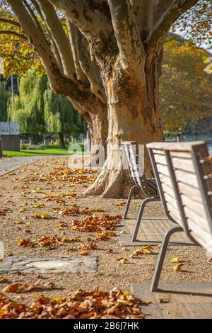 panchine vuote sotto alberi con foglie cadute Foto Stock