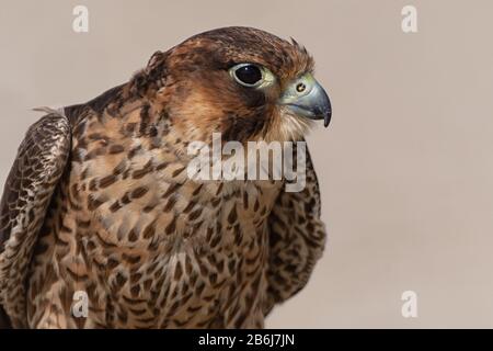 Primo piano di un bel falco nel deserto Foto Stock