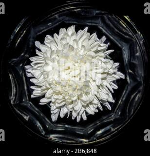 Vista dall'alto di un singolo fiore di crisantemo bianco con gocce d'acqua vicino nel vaso, come nella cornice, su sfondo nero. Sfondo floreale vintage, raggiante fr Foto Stock