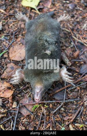 Morto talpa europea (Talpa europaea) che si capovolge sul retro sul terreno in foresta Foto Stock