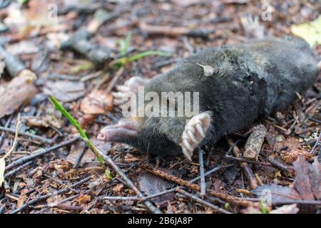 Morto talpa europea (Talpa europaea) che si capovolge sul retro sul terreno in foresta Foto Stock