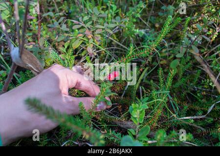 Raccolta a mano di lingonberries freschi, rossi e maturi (Vaccinium vitis-idaea) in erba verde in una foresta. Foto Stock