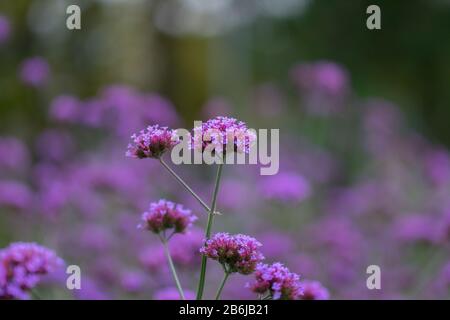 Fioritura Purpletop Vervain (Verbena Bonariensis) Foto Stock