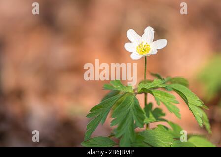 Bianco Anemone nemorosa fiore nella tenera mattina di fronte a sfondo sfocato Foto Stock