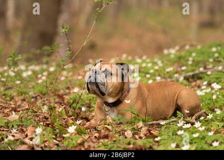 Carino amichevole cane marrone continentale bulldog si trova in un mare di anemoni bianchi nella primavera della stagione Foto Stock