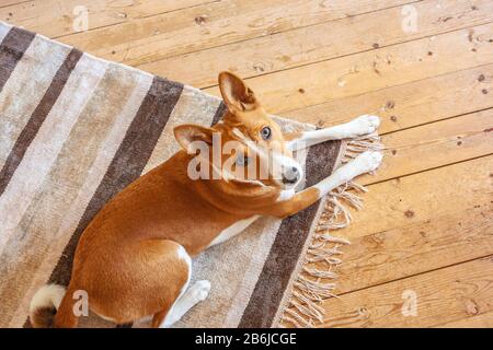 Cane di razza Basenji che posa sul pavimento di legno del tappeto a casa. Vista dall'alto Foto Stock