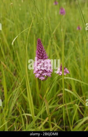 Orchidee selvatiche di Anaamptis pyramidalis in fiore Foto Stock