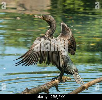 uccello cormorano nero su un ceppo che asciuga le sue ali al sole in zoo Foto Stock