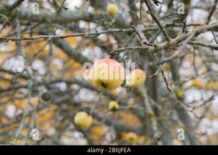 Mela autunnale rossa e gialla selvatica sul ramo dell'albero Foto Stock
