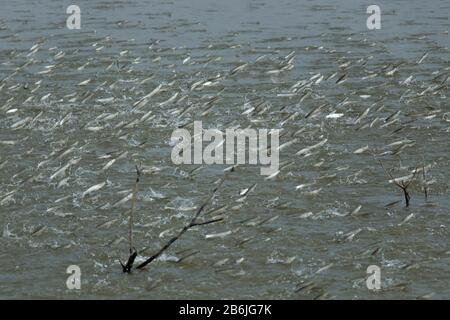 Un gruppo di pesci Mullet sta saltando fuori dall'acqua da uno stagno. I pesci giocano un ruolo molto importante per aerare lo stagno e arricchire l'acqua con ossigeno. Foto Stock