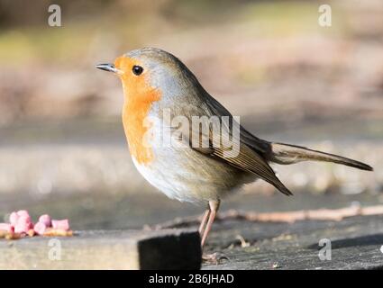 Robin (Erithacus rubecula) Foto Stock