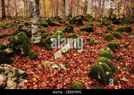 Bosco di faggio con pietre ricoperte di verde muschio e foglie di bugnato sul pavimento Foto Stock