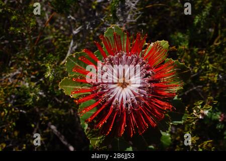 Scarlatto Banksia flower (Banksia cockinea), Australia Occidentale Foto Stock