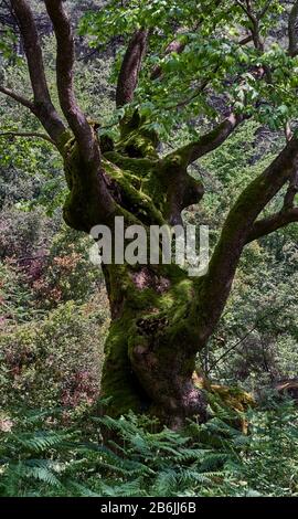 THASSOS Island, Grecia, Europa, nella foresta di Panagia, vecchi faggi al sole del mattino. Radici e tronchi d'albero coperti di muschio Foto Stock