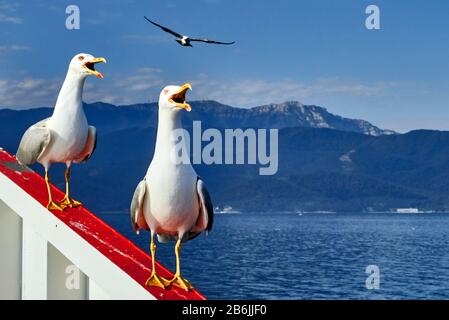 THASSOS Island, Grecia, Europa, due gabbiani che riposano sulla barca nel Mar Egeo Foto Stock