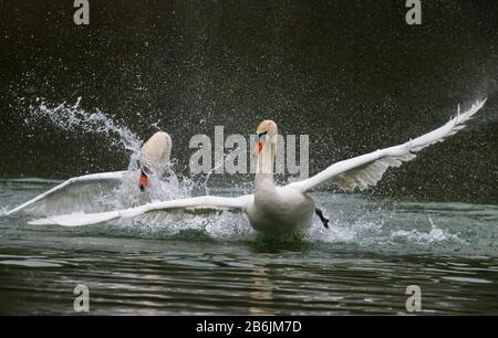 Coppia di White Mute Swans (Cygnus olor) in acqua che si tuffano e si inseguono, su un lago in primavera (marzo) nel West Sussex, Inghilterra, Regno Unito. Foto Stock