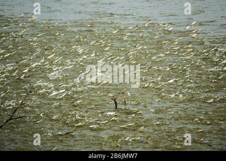 Un gruppo di pesci Mullet sta saltando fuori dall'acqua da uno stagno. I pesci giocano un ruolo molto importante per aerare lo stagno e arricchire l'acqua con ossigeno. Foto Stock