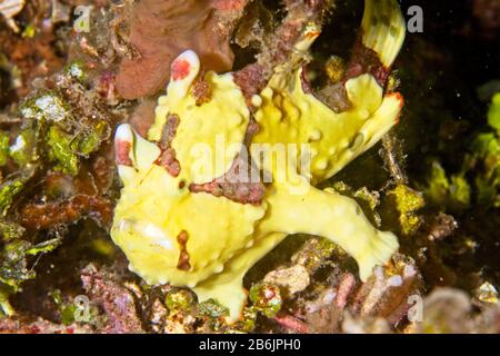 Clown rana pescatrice (Antennarius maculatus) stretto di Lembeh, Indonesia Foto Stock