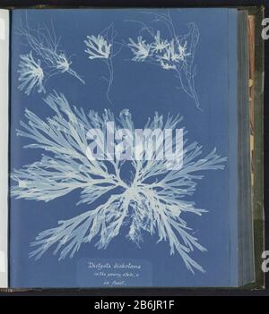 Dictyota dichotoma in giovane stato, & in frutta Dictyota dichotoma / in giovane stato, e / in frutta tipo di oggetto: Foto numero articolo: RP-F 2016-133-144 Produttore : fotografo Anna Atkins Luogo produzione: Regno Unito Incontri: CA. 1843 - ca. 1853 Materiale : carta Tecnica: Cianotipia dimensioni: Pagina: H 250 mm × W 200 mm Soggetto: Alghe, alghe Foto Stock