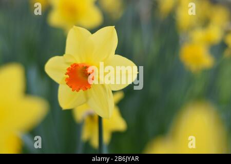 Daffodils oro e arancione Cornovaglia la sera Foto Stock