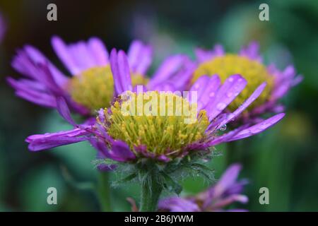 Primo piano di viola Aster fiore con gocce di pioggia Foto Stock