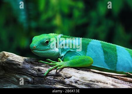 Luzard funnyclose up macro ritratto animale luminoso foto Foto Stock