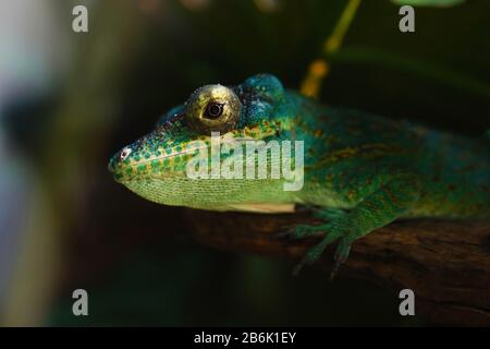 Luzard funnyclose up macro ritratto animale luminoso foto Foto Stock