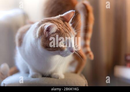 ritratto di gatto bianco e marrone sdraiato su un divano sotto la luce del tramonto che passa attraverso la finestra Foto Stock