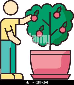 Raccolta di frutta da mini agrumi albero RGB icona a colori. Cura di albero arancione miniaturizzato. Pianta fiorente. Fruttando la pianta domestica. Giardinaggio interno Illustrazione Vettoriale