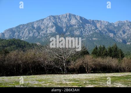 Paesaggio con vista frontale delle montagne del Taurus Occidentale con vegetazione sulle pendici e la foresta ai piedi nella regione di Kemer Antalya Foto Stock