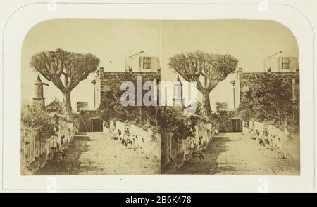 Dragon-Tree Walk at a palazzo vicino Orotava Dragon Tree Walk at a palazzo vicino Orotava Oggetto tipo : stereo picture numero articolo: RP-F-F25713-Q Produttore : fotografo: Charles Piazzi Smyth fotografo: Lovell Reeve Data: 1850 - 1858 caratteristiche Fisiche: Fotografia su cartone materiale: Cartone Tecnica: Fotografia dimensioni : mezzo secondario: H 75 mm × L 150 mm Foto Stock