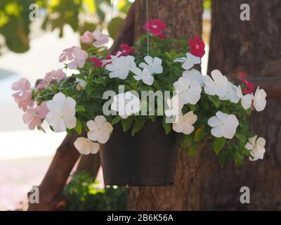 Wave White Cascade color, nome Famiglia Solanaceae, nome scientifico Petunia Hybrid Vilm, Petali Grandi singolo strato Grandiflora Single flower in a plast Foto Stock