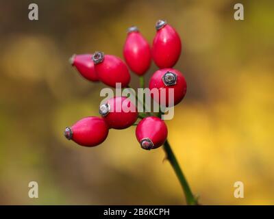 Rose Hip Gemme, Denge Woodlands, Kent Regno Unito Foto Stock