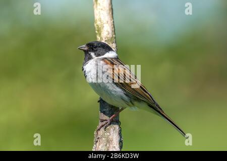 Coniglietto di canna (Emberiza schoeniclus), maschio perching su un ramo, vista laterale, Germania, Baden-Wuerttemberg Foto Stock