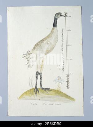 Novaehollandiae novaehollandiae (Emu) Emue (oggetto del titolo) Tipo Di Oggetto: Disegno album foglia numero Oggetto: RP-T-1914-17-308 Iscrizioni / marchi: Annotazione, in fondo al margine; a destra, penna in marrone: 'Emue [spazio] nuovo Galles del Sud; scala: Scala di 5 Piedi 3½ pollici formato inglese (nella scala calligrafia Gordon's handwriting scale, testo: LC Rookmaker, Appendice i del suo saggio, p 252). Descrizione: Bird Study: EMU (Drommaius novaehollandiae) dal nuovo Galles del Sud, Australia; non conosciuto in Africa del Sud. Laureato in Inglese maat. Produttore : artista: George Raper (attribuito a) Luogo di produzione: Ne Foto Stock