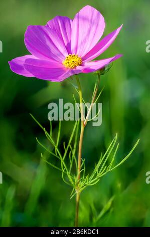 Giardino cosmo, messicano aster (Cosmos bipinnatus), fioritura Foto Stock