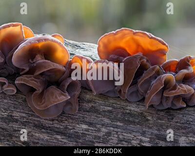 Ear o Jelly Ear Funghi, Auricularia auricula-judae, Dering Woods, Kent UK, immagini sovrapposte, retroilluminazione Foto Stock