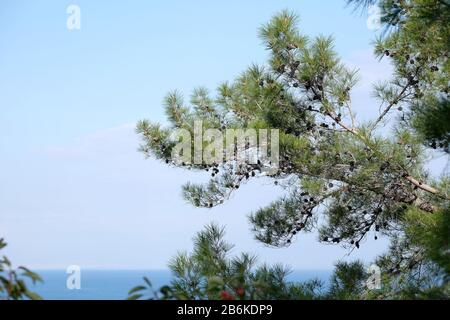 Bellissimo paesaggio panoramico con mare Mediterraneo calmo ed edifici della città di Antalya sullo skyline, vista da rami pendenti di pino di foreste di conifere Foto Stock