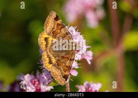 Compagno di Burnet (Ectypa glifica, Euclidi glifica), seduto su un fiore rosa, vista dall'alto, Germania, Baden-Wuerttemberg Foto Stock