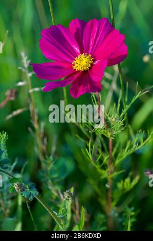 Giardino cosmo, messicano aster (Cosmos bipinnatus), fioritura Foto Stock