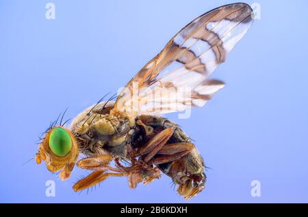 Mosca di ciliegia, mosca di ciliegio europea (Rhagoletis cerasi), mosca di ciliegia, immagine mikroskopic, dimensione originale della mosca 6-10 mm, Germania, Baviera, Ammergebirge, Alpenvorland Foto Stock