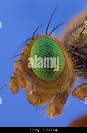 Mosca di ciliegia, mosca di ciliegio europea (Rhagoletis cerasi), mosca di ciliegia, immagine mikroskopic, dimensione originale della mosca 6-10 mm, Germania, Baviera, Ammergebirge, Alpenvorland Foto Stock