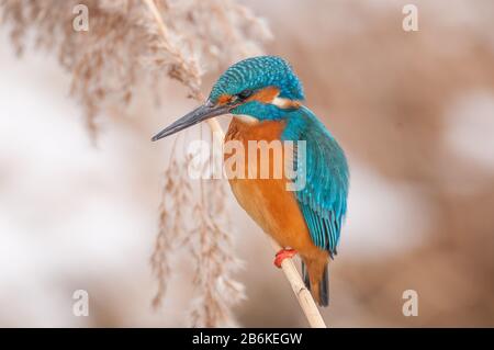 Fiume Martin pescatore (Alcedo atthis), perching su un gambo di canna, vista laterale, Germania, Baden-Wuerttemberg Foto Stock