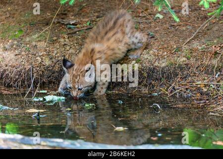 Lynx eurasiatica (Lynx lynx), bevente di cub, Germania Foto Stock