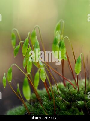 Capillare thread-Moss, Bryum capillare, Kent, UK, molto piccola crescita a parete, messa a fuoco in pila Foto Stock