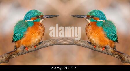 Fiume kingfisher (Alcedo atthis), due Martin pescatori fiume perche su un ramo e guardando l'uno l'altro, Composizione, Germania, Baden-Wuerttemberg Foto Stock