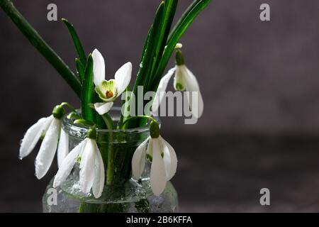 Bouquet di gocce di neve in vaso di vetro, concetto di primavera. Foto Stock