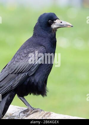 Rook, Corvus frugilegus, arroccato su una recinzione, KENT UK Foto Stock